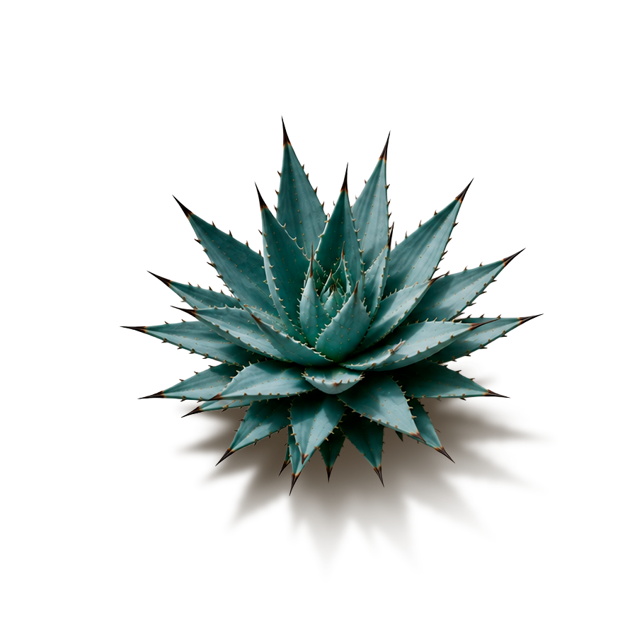 Maguey