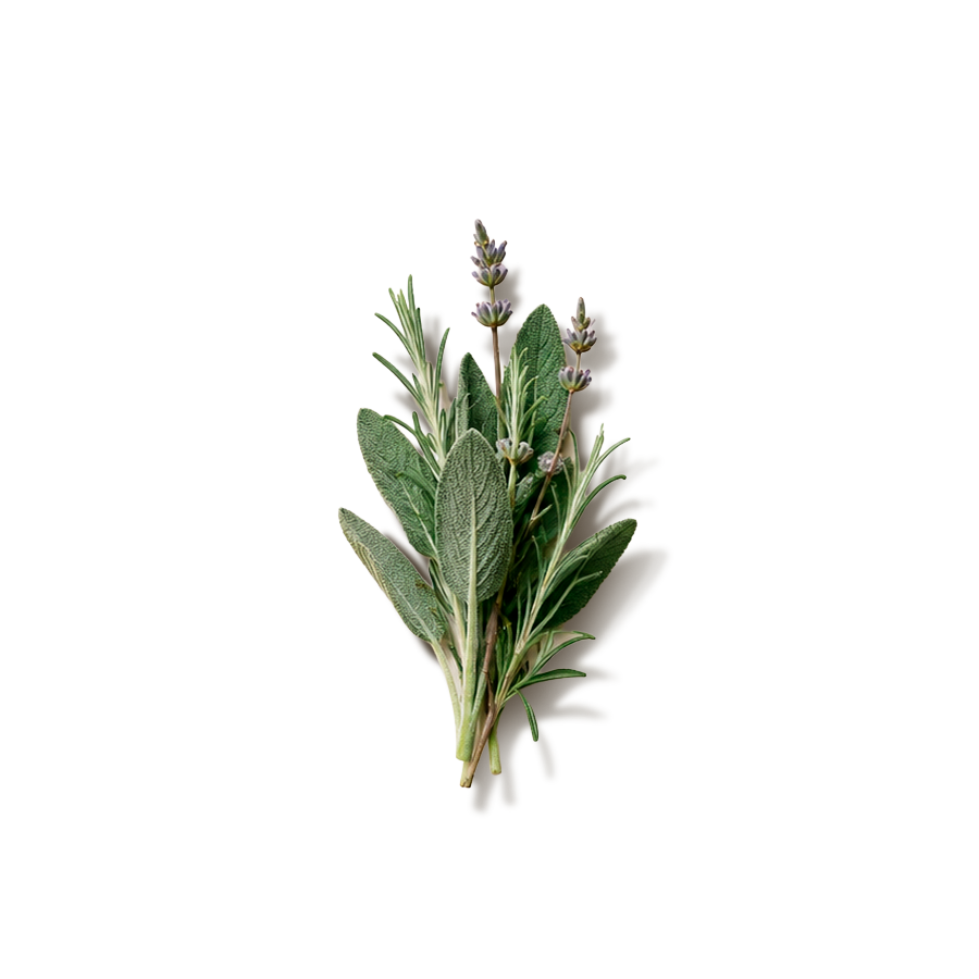 Planta