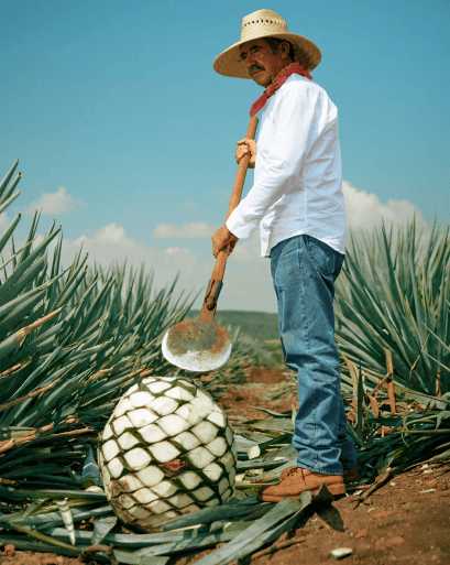 CULTIVO Y JIMA